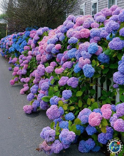 oopapoa aea aoe  apaoco oac - 4