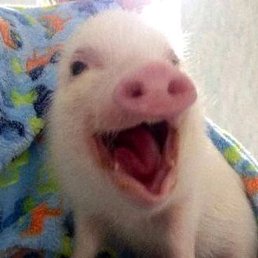 ���, �������, 20 ���