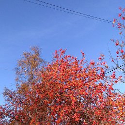 ����, �������, 66 ���