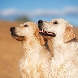 �������, ������ ��������, 44 ����