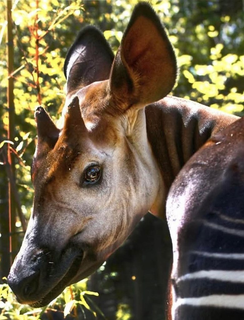 :) Из леса, вестимо sacramentozoo Лесной жираф окапи. Практически - последний из могикан. Он ...