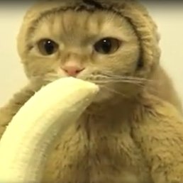 Michael, �����-���������, 42 ����