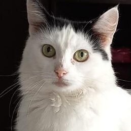 ������, �����, 51 ���