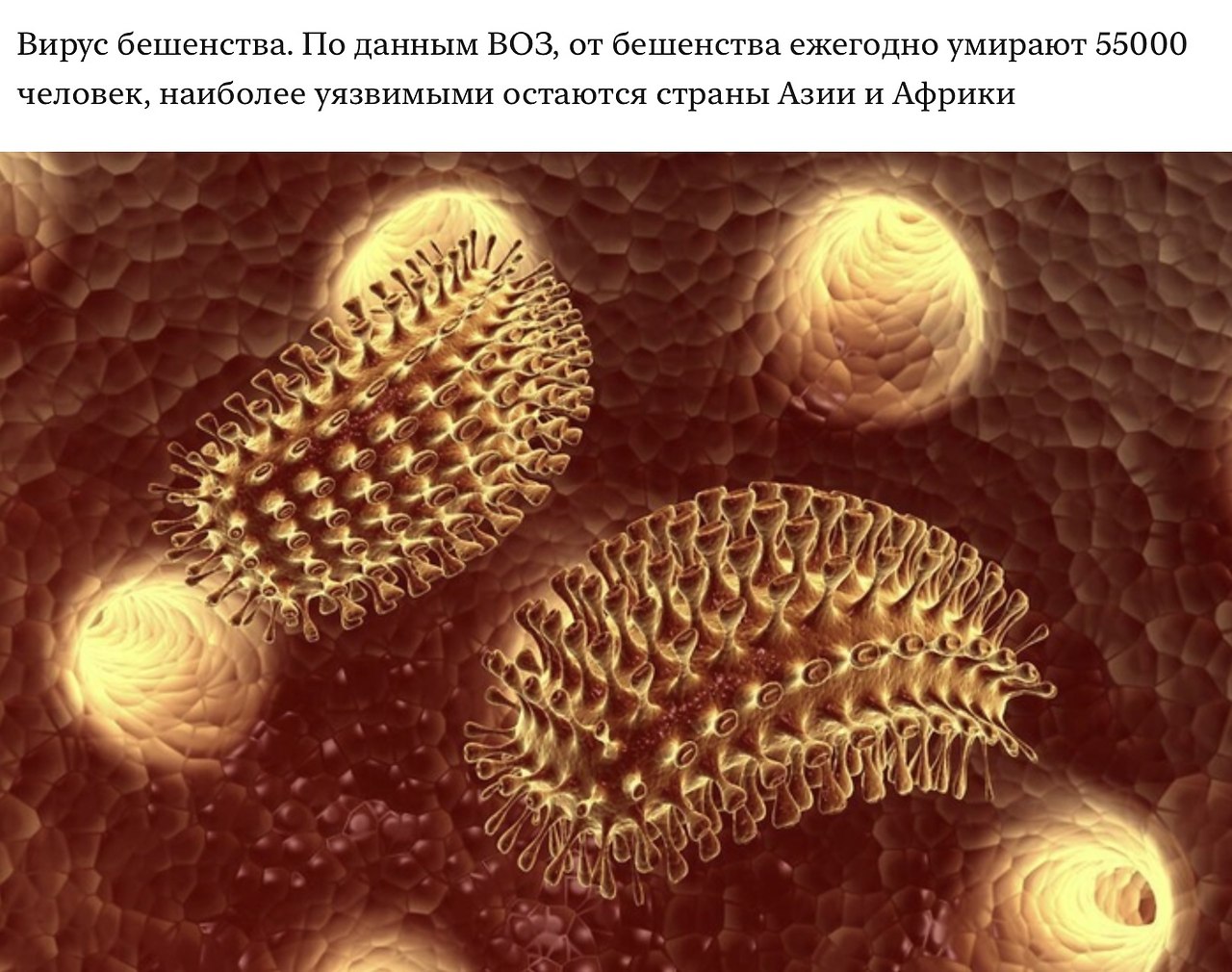 Вирус бешенства. Вирус бешенства Rabies virus. Вирус бешенства под микроскопом. Вирус гриппа под микроскопом h1n1.