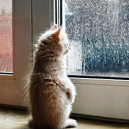 ���� �����, ������, 44 ����