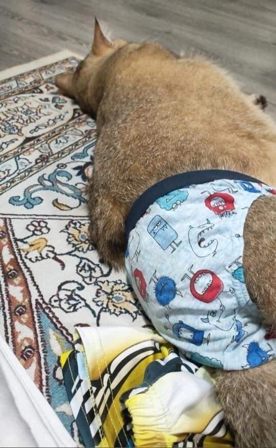 ��� �������� �����) - 3