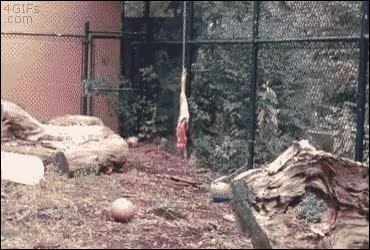 GIF Preview