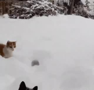 GIF Preview