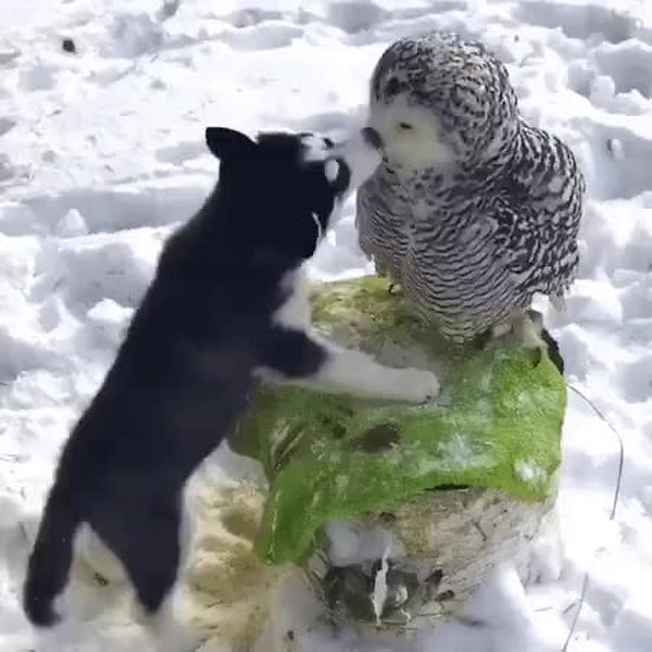 GIF Preview