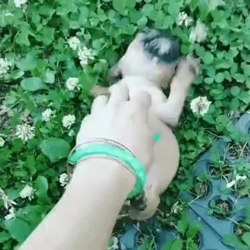 GIF Preview