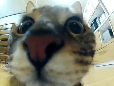 GIF Preview