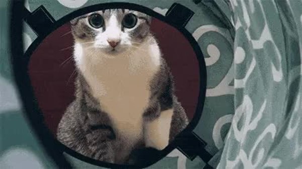GIF Preview