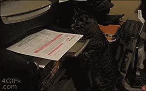 GIF Preview