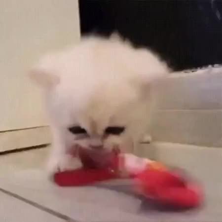 GIF Preview