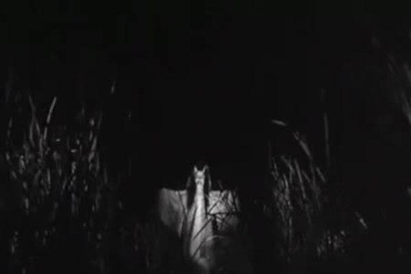 GIF Preview