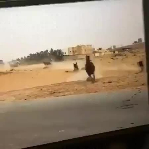 GIF Preview