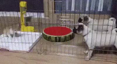GIF Preview