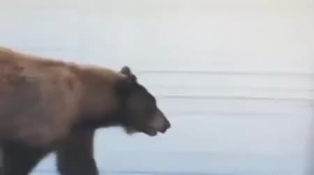 GIF Preview