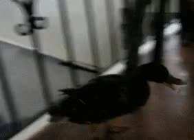 GIF Preview
