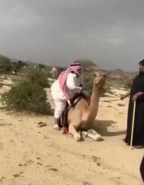 GIF Preview