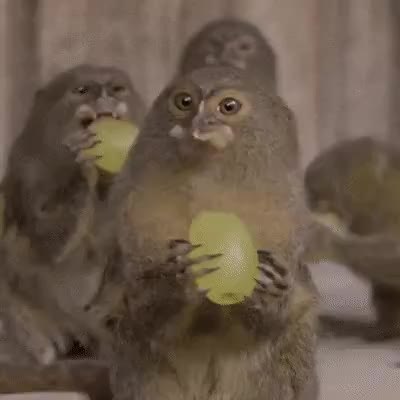 GIF Preview