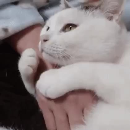 GIF Preview
