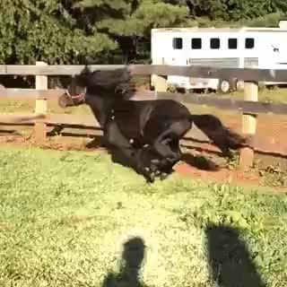 GIF Preview