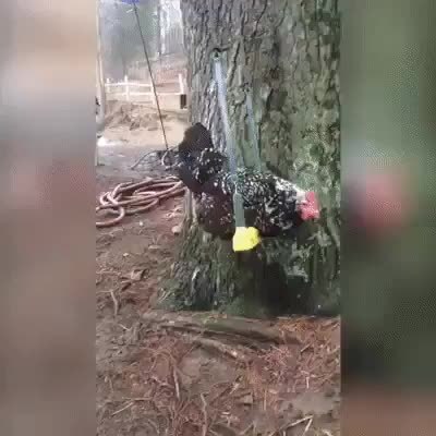 GIF Preview