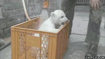 GIF Preview