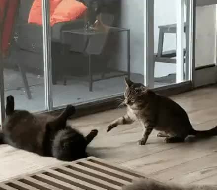 GIF Preview