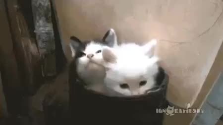 GIF Preview