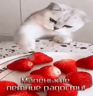 GIF Preview