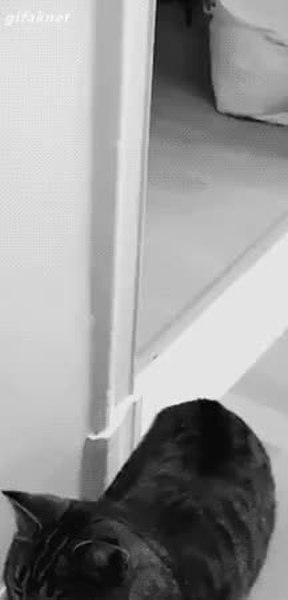 GIF Preview