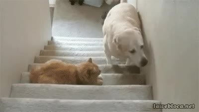 GIF Preview
