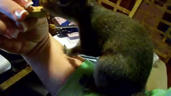 GIF Preview