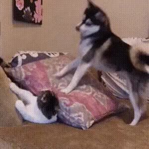 GIF Preview