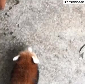 GIF Preview