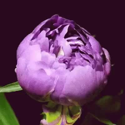 GIF Preview