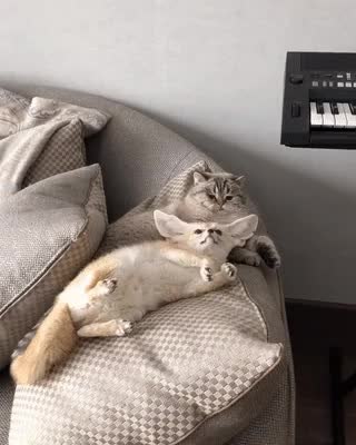 GIF Preview