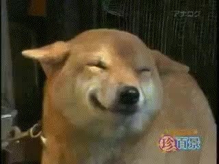 GIF Preview