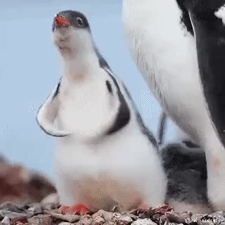 GIF Preview