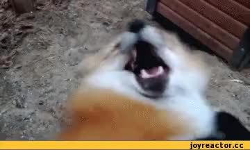 GIF Preview