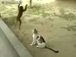 GIF Preview