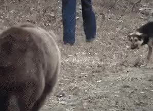 GIF Preview