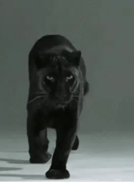 GIF Preview