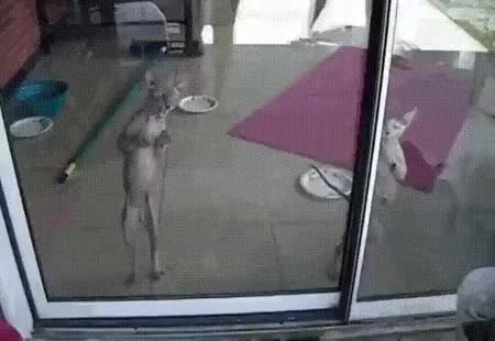GIF Preview