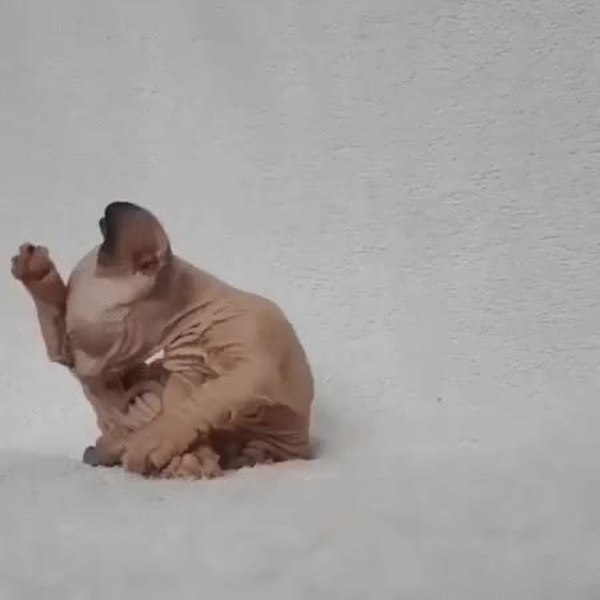 GIF Preview