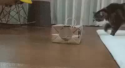 GIF Preview