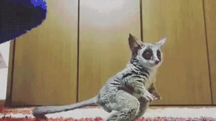 GIF Preview