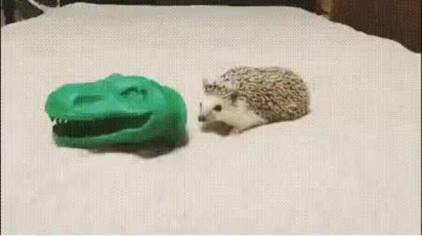 GIF Preview